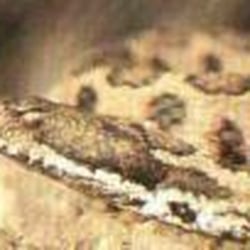 L Ile Aux Serpents