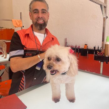 Orange Grooming - Pet Groomers Near Me - Miami, Florida Orange Grooming - Pet Groomers Near Me - Miami, Florida