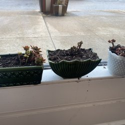 A-SecondCity Cafe - The plants in question ‍