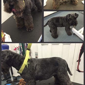 The Loft Dogs - Schnauzer - Before & After - Pet Groomers Near Me - Uxbridge, XGL