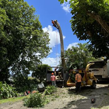 Island Trees - African Tulip Removal - Tree Services Near Me Island Trees - African Tulip Removal - Tree Services Near Me