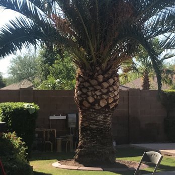 Innovation Tree Care - 1st Palm - Before - Tree Services Near Me