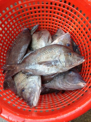 Locals Seafood - State Farmers Market by null
