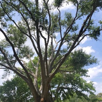 Longview Tree Service - Made a good looking tree even better - Tree Services Near Me Longview Tree Service - Made a good looking tree even better - Tree Services Near Me