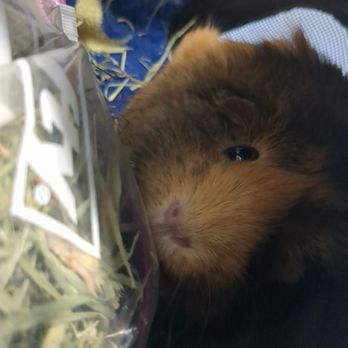 Veterinary Emergency Group - Minnie waiting to be seen. I packed some hay and water. - Emergency Pet Hospital Near Me - San Jose, California