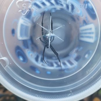 Keep Animals Out - Relocated a 7 legged black widow to a safe human free zone this afternoon. - Wildlife Control Near Me Keep Animals Out - Relocated a 7 legged black widow to a safe human free zone this afternoon. - Wildlife Control Near Me