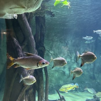 Vancouver Aquarium - Fishies - Aquariums Near Me - Vancouver, British Columbia Vancouver Aquarium - Fishies - Aquariums Near Me - Vancouver, British Columbia