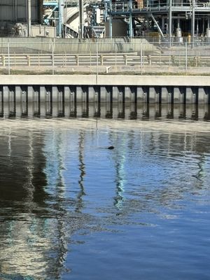Manatee Viewing Center by null