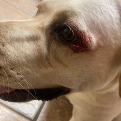 K-9 Country Club - Her eye that was from a bite from another dog in the runner. Paying 700 for her to get stitches.