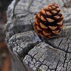 Mt. Lemmon Adventures - Learn about the plants and animals on Mt. Lemmon