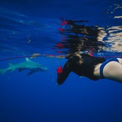 Shark Addicts