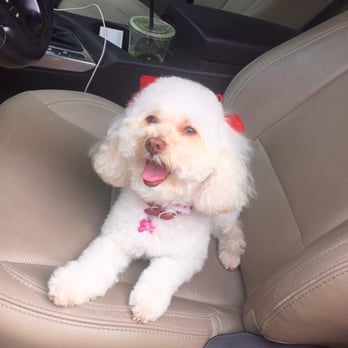 Pawsitively Purrfect - Pet Groomers Near Me - Nashville, Tennessee Pawsitively Purrfect - Pet Groomers Near Me - Nashville, Tennessee