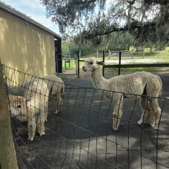 LunaSea Alpaca Farm - Attraction Farms Near Me - Clermont, Florida LunaSea Alpaca Farm - Attraction Farms Near Me - Clermont, Florida