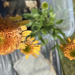Decatur Garden Center - Echinacea Orange Fascinator. Beautiful.