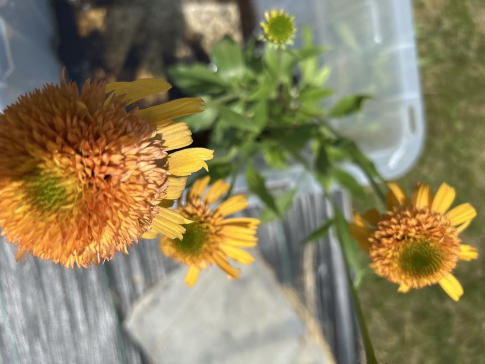 DECATUR GARDEN CENTER - Updated October 2025 - 30 Photos - 1551 ...