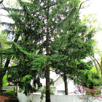 AAA Irish Tree Service - Tree Services Near Me AAA Irish Tree Service - Tree Services Near Me