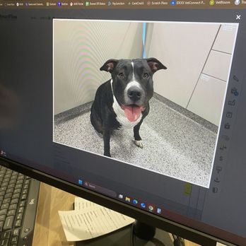 Vista Veterinary Specialists - Intake photo (mugshot) - Veterinarians Near Me - Sacramento, California