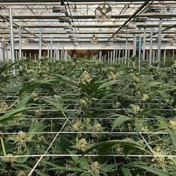 Cannabis Green Life - Babies are really getting ready fast