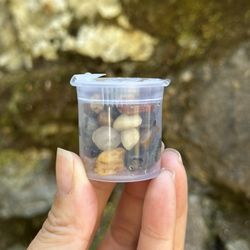 Gold Bug Park & Mine - Treasures my toddler panned