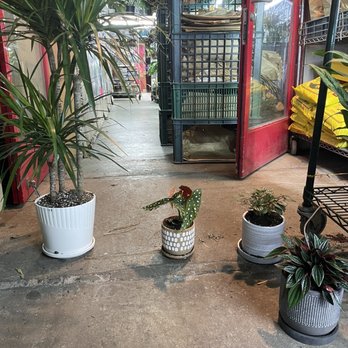 Rainbow - Unique plants and ceramic pots with holes for drainage! - Nurseries & Gardening Near Me - Rosemead, California