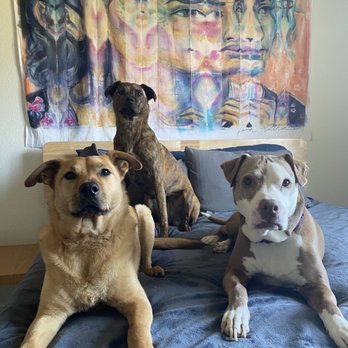 Christopher Lee Moran Dog Training - Drago (bottom right) - Dog Walkers Near Me - Coaldale, Colorado Christopher Lee Moran Dog Training - Drago (bottom right) - Dog Walkers Near Me - Coaldale, Colorado