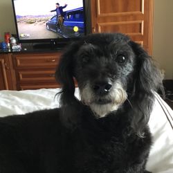 Bath and Bubbles - Laney poodle mix 13 years