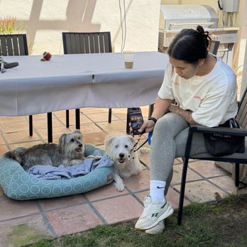Deep Connection K9 Academy - Pet Training Near Me