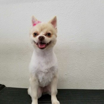 Happy Pet Grooming - Pet Groomers Near Me - Anaheim, California