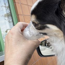 Greenville Off-Leash Dog Area Park - My dog getting a pup cup after I had to leave without being able to let him run