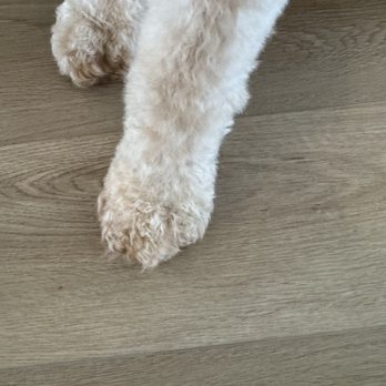 Woofie's of Evans-Augusta - Look at how beautifully done these paws look!!! - Pet Groomers Near Me - Evans, Georgia Woofie's of Evans-Augusta - Look at how beautifully done these paws look!!! - Pet Groomers Near Me - Evans, Georgia