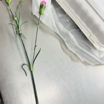 Jake's Grill - A flower that I received from the nice lady at the counter. - American Near Me - Cockeysville, Maryland Jake's Grill - A flower that I received from the nice lady at the counter. - American Near Me - Cockeysville, Maryland