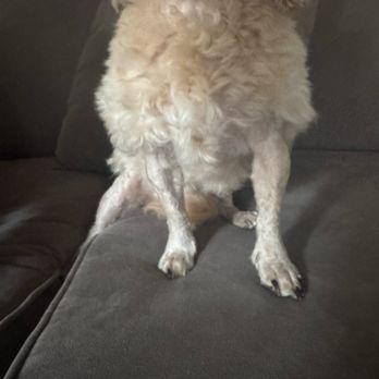 Fur Town Pet Spa- Arcadia - Pet Groomers Near Me - Arcadia, California