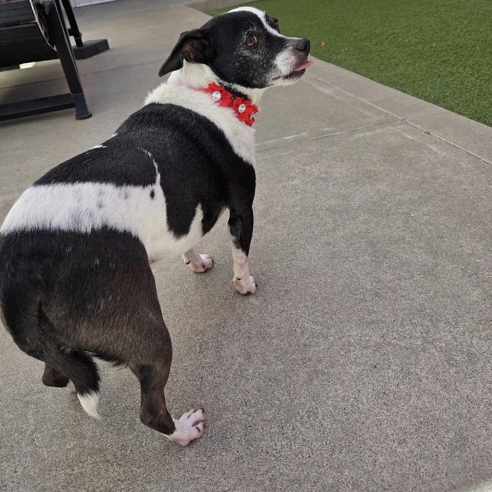 The Pet Hotel - Mochi loves the Pet Hotel - Pet Training Near Me - Fairfield, California The Pet Hotel - Mochi loves the Pet Hotel - Pet Training Near Me - Fairfield, California
