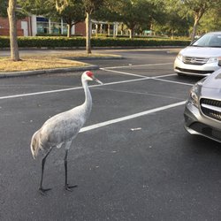 City of Lithia - She's eating bugs off my car's grill LOLZ