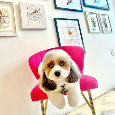 Dogue Spa - The Coolest Dog Grooming Salon by null