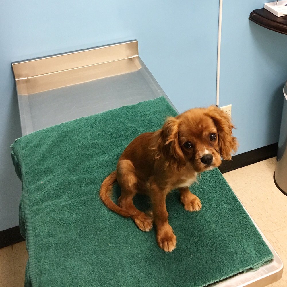 Pasadena Pets Veterinary Hospital - First visit :) he isn't nervous when we go now! - Veterinarians Near Me - Pasadena, California Pasadena Pets Veterinary Hospital - First visit :) he isn't nervous when we go now! - Veterinarians Near Me - Pasadena, California