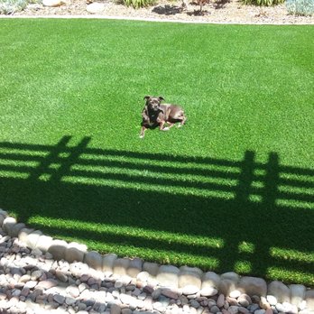 Water Wise Grass Artificial Turf - Would our pack love the grass? Obviously YES. This was her first experience on it, once it was finished. - Artificial Turf Near Me - San Diego, California Water Wise Grass Artificial Turf - Would our pack love the grass? Obviously YES. This was her first experience on it, once it was finished. - Artificial Turf Near Me - San Diego, California