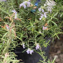 Mill Creek Gardens - Rosemary