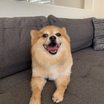 The Little Dog House - Pet Groomers Near Me - Goleta, California