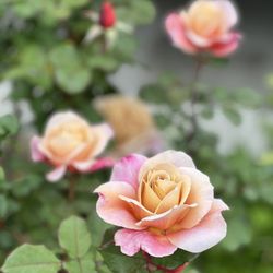 Little Shop By The Sea - Local grown roses