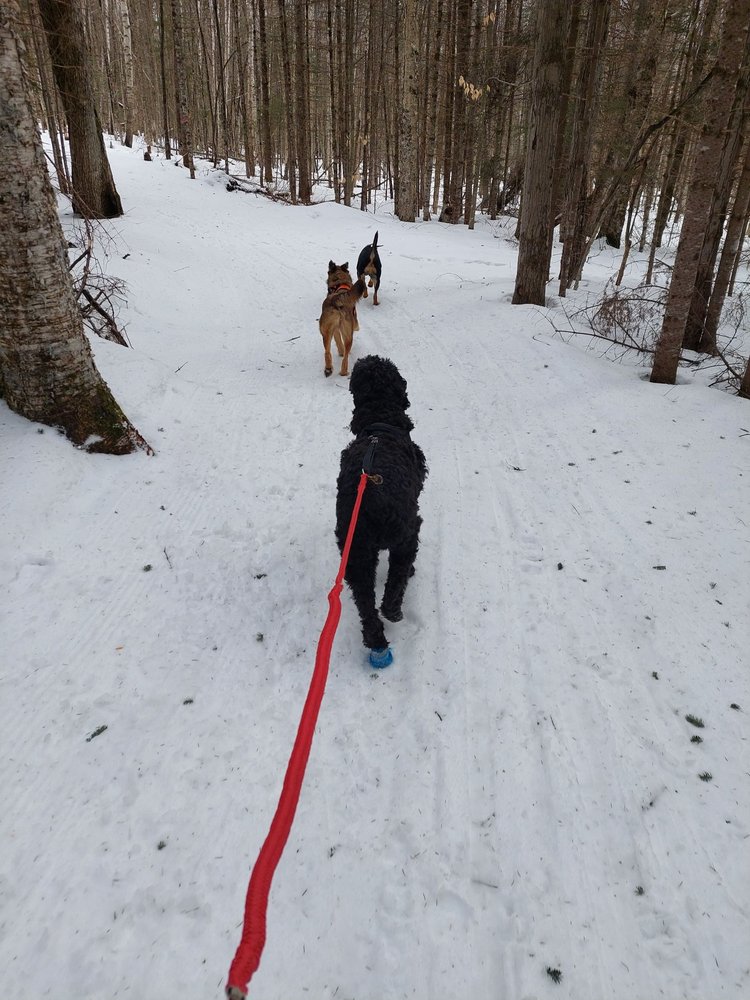LAUGHING DOGS DOG HIKING SERVICE Pet Sitting Westmore, VT Phone