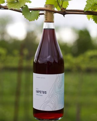 Shelburne Vineyard by null