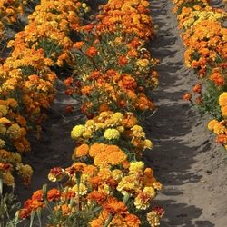 Sanchez Farms