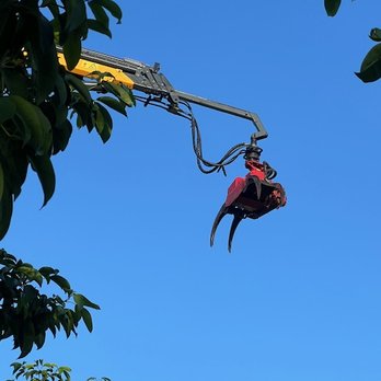 Tree Jaws - Mitch working his magic sky high over the house. - Tree Services Near Me - Fort Lauderdale, Florida