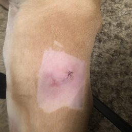 My dog China after getting staples. My dog China after getting staples.