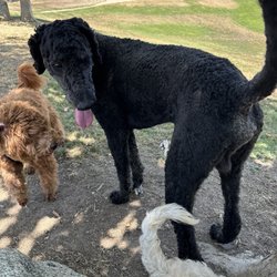 Kroll Park - This photo is my pups meeting a new friend at the park. This park is Hugh, lots of running room.