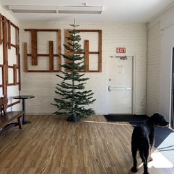 Steve's Trees - Love the Silver Tip XMas Trees