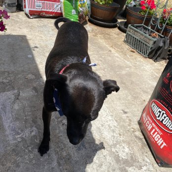Dirty Paws Mobile Pet Grooming - My furry baby just got cleaned thanks to Amanda Excellent service highly recommended!!!!! - Pet Groomers Near Me Dirty Paws Mobile Pet Grooming - My furry baby just got cleaned thanks to Amanda Excellent service highly recommended!!!!! - Pet Groomers Near Me