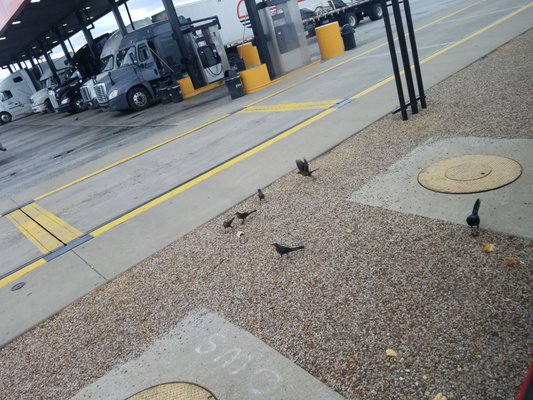 Pilot Travel Center by null