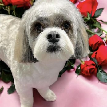 Pawfect Cuts Mobile Dog Spa - Pet Groomers Near Me